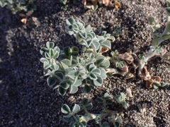 Medicago marina