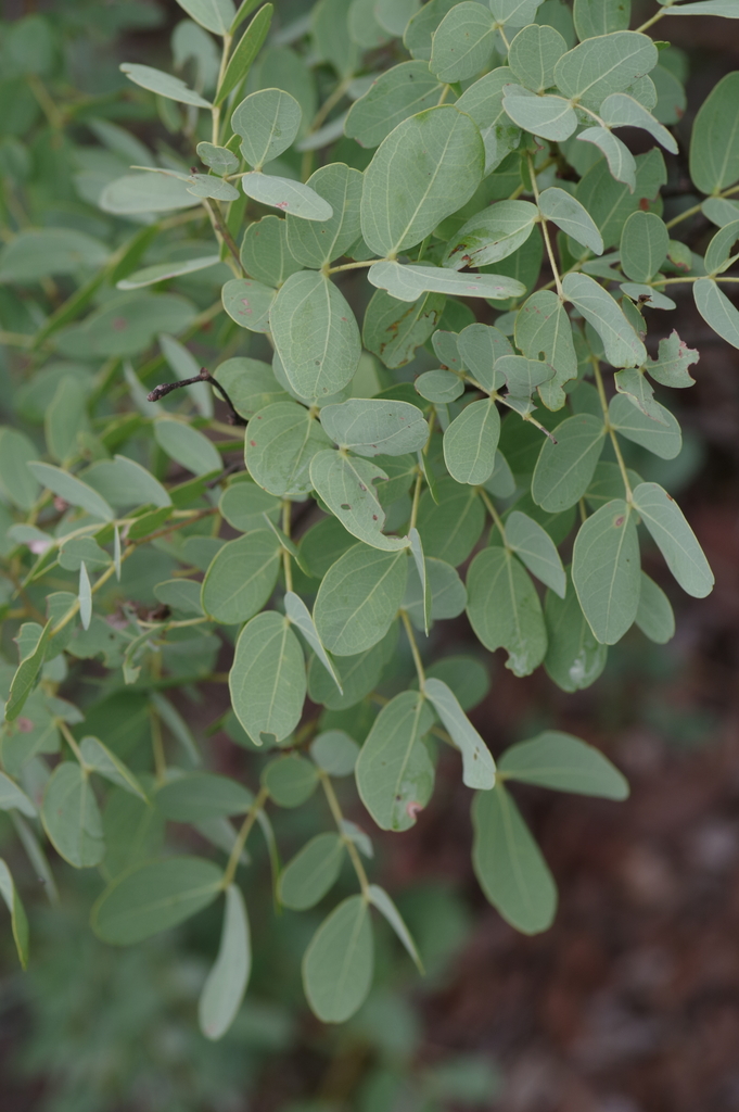 Brachystegia bakeriana