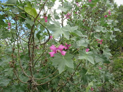 Malva assurgentiflora
