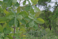Terminalia brachystemma