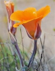 Calochortus kennedyi kennedyi