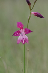 Gladiolus laxiflorus