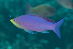 Mirolabrichthys tuka