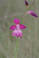 Gladiolus laxiflorus