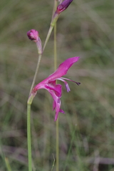 Gladiolus laxiflorus