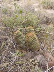 Coryphantha erecta