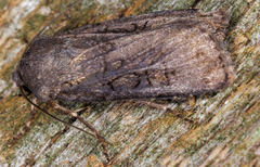 Euxoa velleripennis