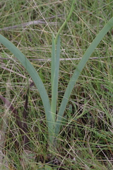 Gladiolus laxiflorus