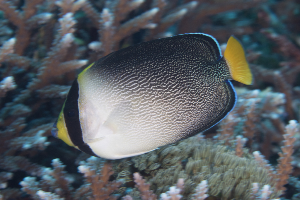 Red Sea Butterflyfish