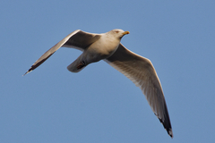 Larus argentatus