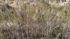 Phragmites australis