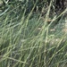 Threeawns and Wiregrasses - Photo (c) Samuel Brinker, some rights reserved (CC BY-NC), uploaded by Samuel Brinker