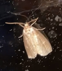 Psilocorsis reflexella