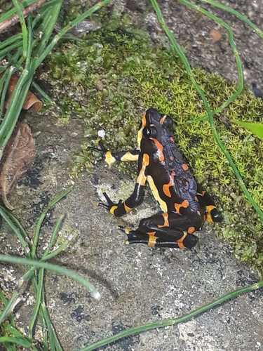 Atelopus varius