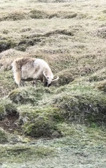 Ovis aries