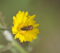 Acmaeodera