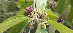 Callicarpa acuminata