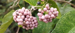Callicarpa acuminata