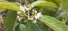 Callicarpa acuminata
