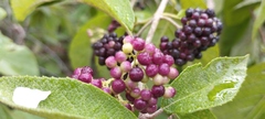 Callicarpa acuminata