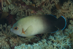 Pearl-Scaled Angelfish photo 4