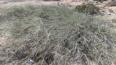 Retama monosperma