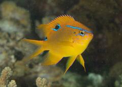 Neoglyphidodon polyacanthus