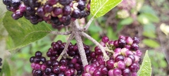 Callicarpa acuminata
