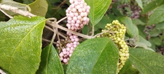 Callicarpa acuminata