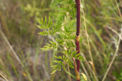 Chaerophyllum