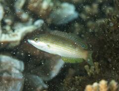 Anampses elegans