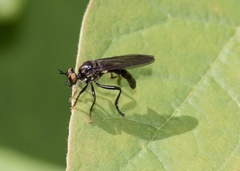 Eudioctria