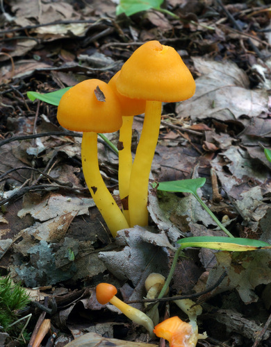 orange gilled waxcap