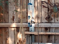 Baeolophus inornatus