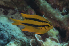 Neoglyphidodon nigroris