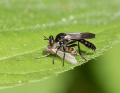 Eudioctria