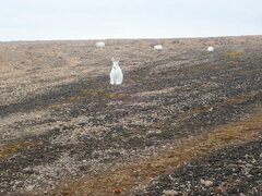 Lepus arcticus
