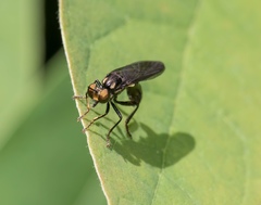 Eudioctria