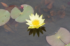 Nymphaea sulphurea