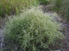 Cyclolepis genistoides