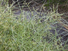 Cyclolepis genistoides