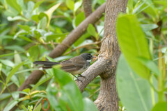 Rhipidura javanica