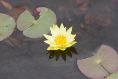 Nymphaea sulphurea