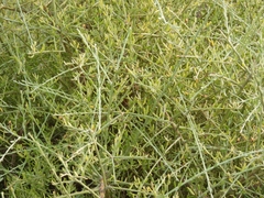 Cyclolepis genistoides