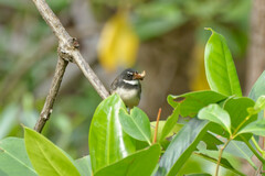 Rhipidura javanica