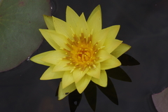 Nymphaea sulphurea