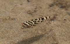 Sphoeroides testudineus