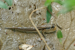 Periophthalmodon schlosseri