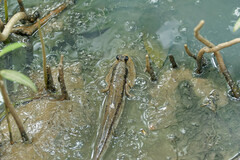 Periophthalmodon schlosseri