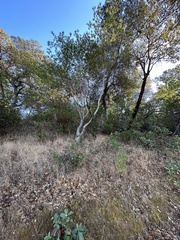 Platanthera elongata